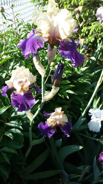 tmp_21898-20170515_084612-1531941012 - irisi 2017