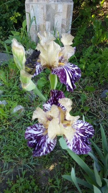 tmp_21898-20170515_0842511055532531 - irisi 2017