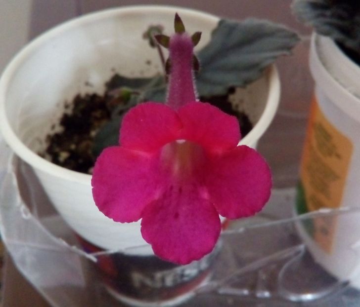  - Mini Sinningia 2017