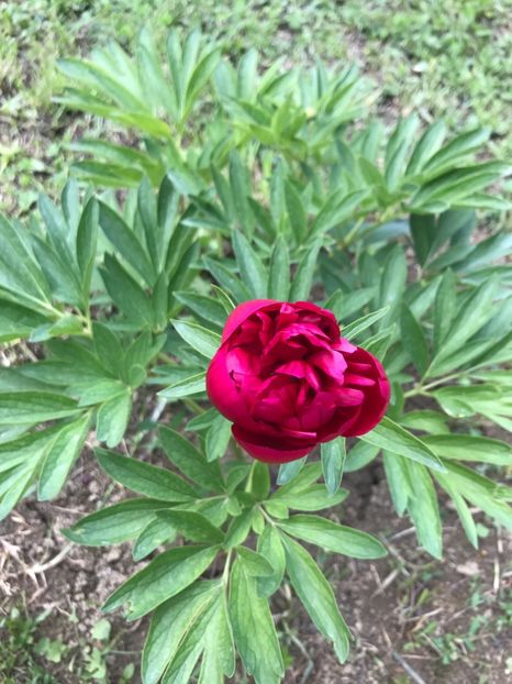 16.05.2017 - Gradina 2017