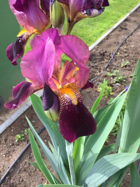 Indian Chief - GRADINA 2017