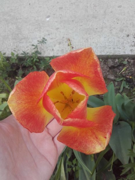  - ALTE FLORI