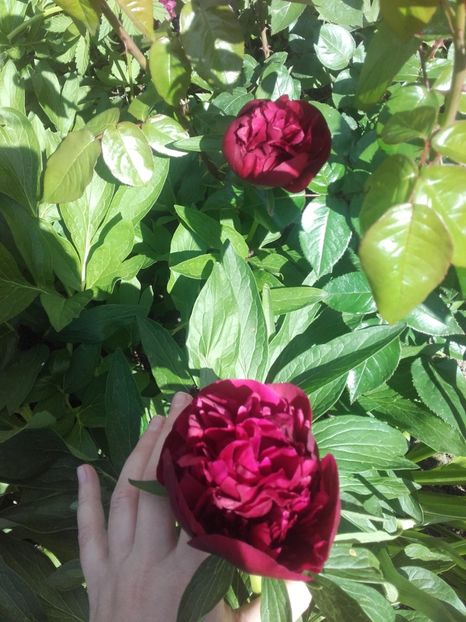  - ALTE FLORI