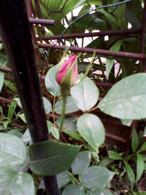 MOVurcator (Indigoletta?) - 2017