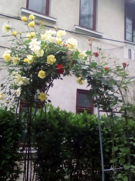 GOLDEN SI BLASE - 2017