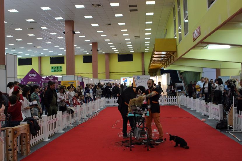  - 67 - CIUFY - la targul dedicat animalelor de companie - PetExpo 2017