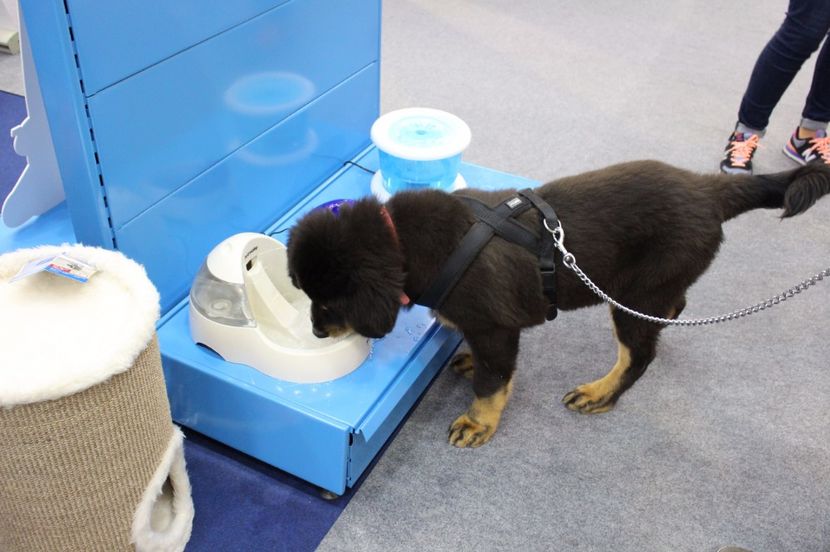  - 67 - CIUFY - la targul dedicat animalelor de companie - PetExpo 2017