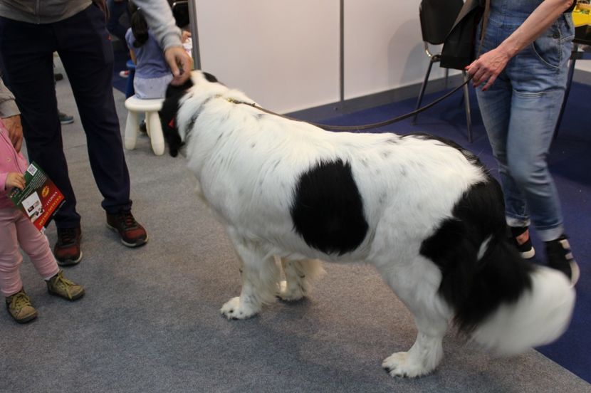  - 67 - CIUFY - la targul dedicat animalelor de companie - PetExpo 2017
