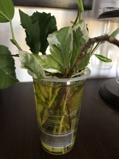 Apa cu Atonik - Multumesc Mihai A