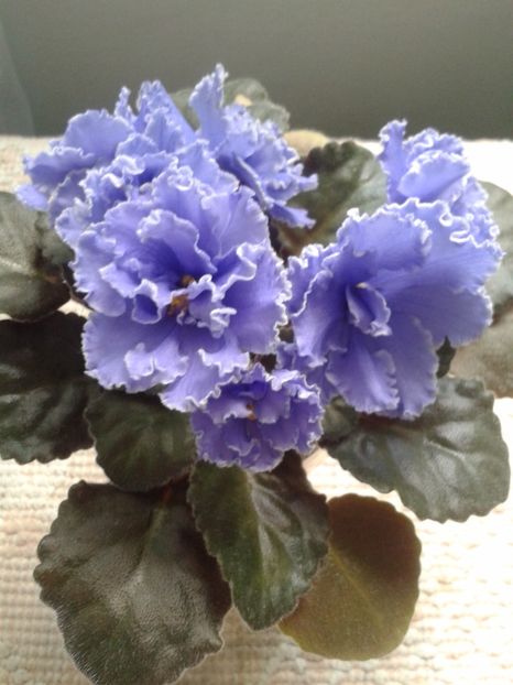 15 mai - ZZ Ruffled Skies