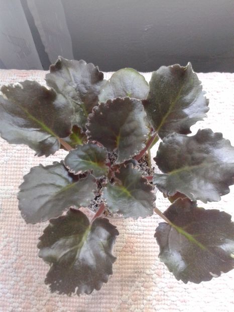 15 mai - ZZ LE Pariszkije Tainy