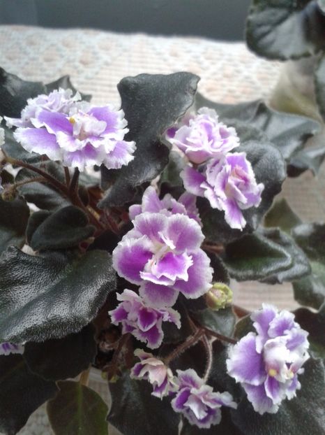 15 mai - ZZ Heritage Frolic