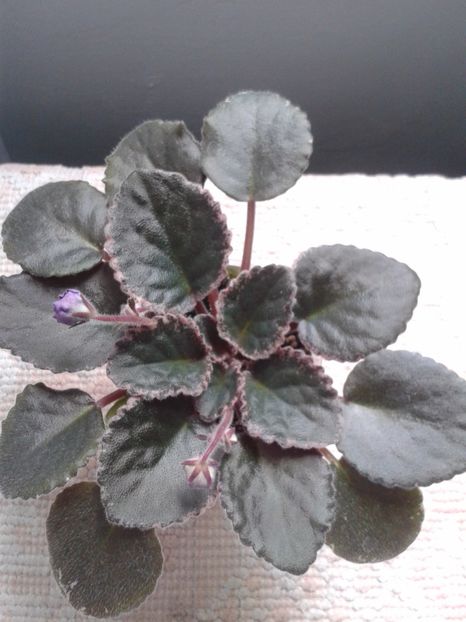 15 mai - ZZ Buckeye Blushing