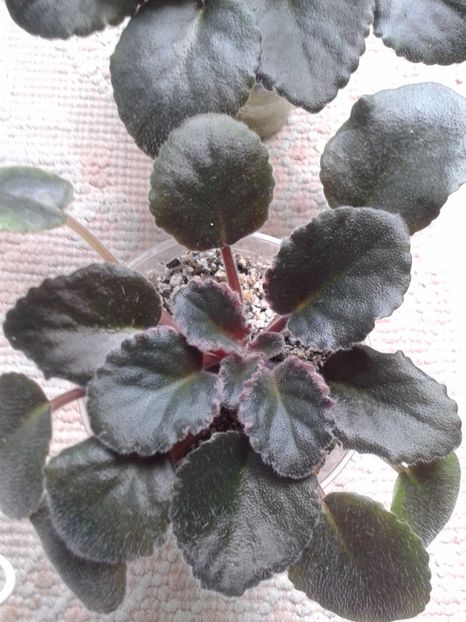 15 mai - ZZ Buckeye Blushing