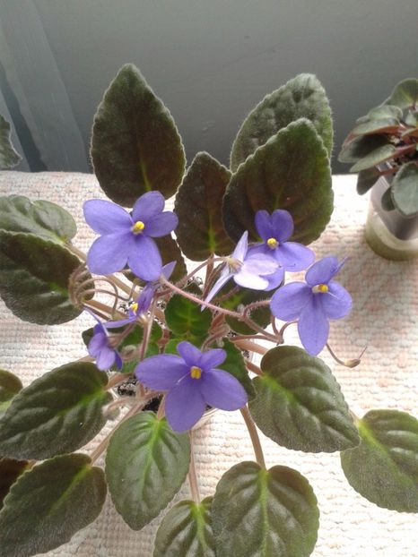 15 mai - ZZ Ionantha