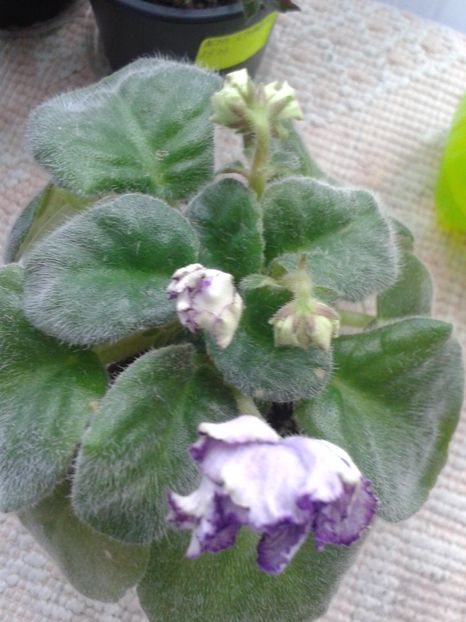 15 mai - ZZ RS Greis