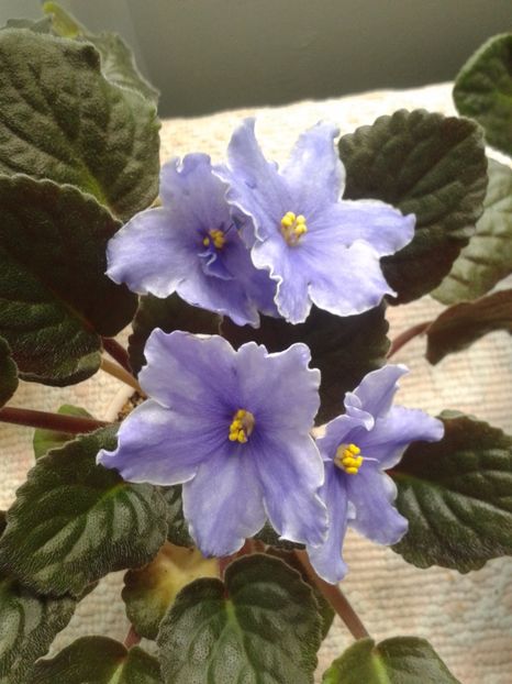 15 mai - AA VIOLETE de COLECTIE