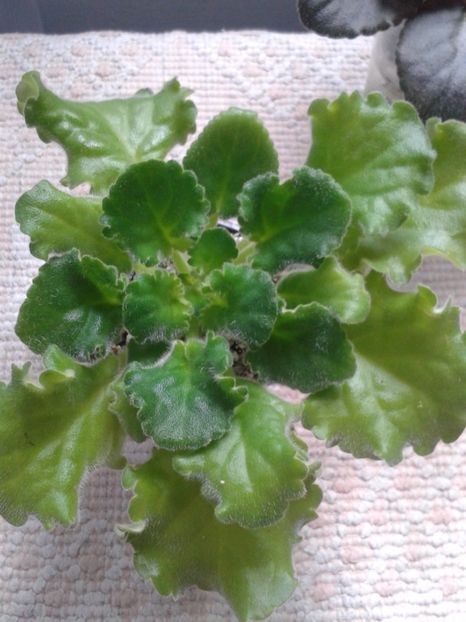 15 mai - ZZ Partly Cloudi