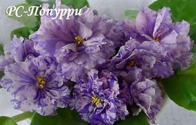 RS - Popurri poza net - ZZ RS Popurri