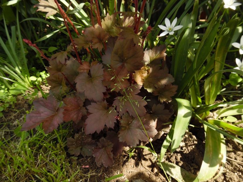 neptune - 0 Heuchere