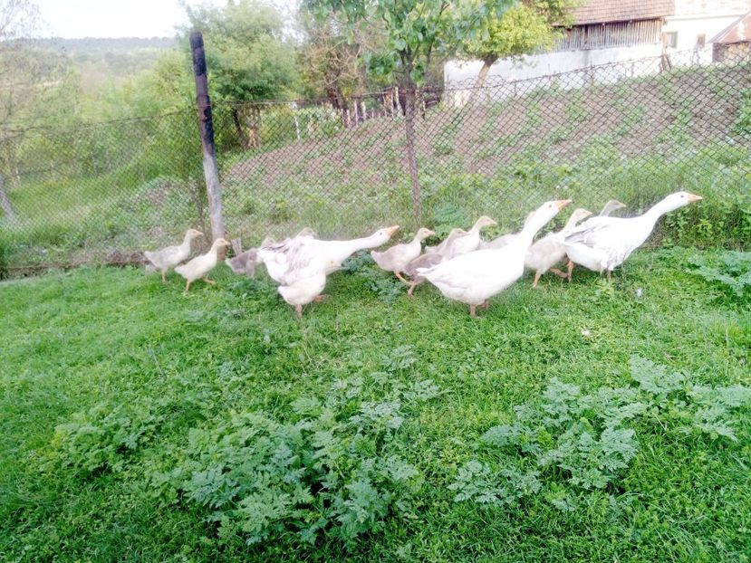  - Gastele cu boboci 2017