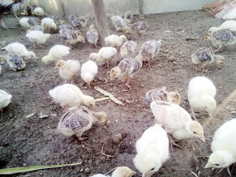 Diverse varste - Pui 2017