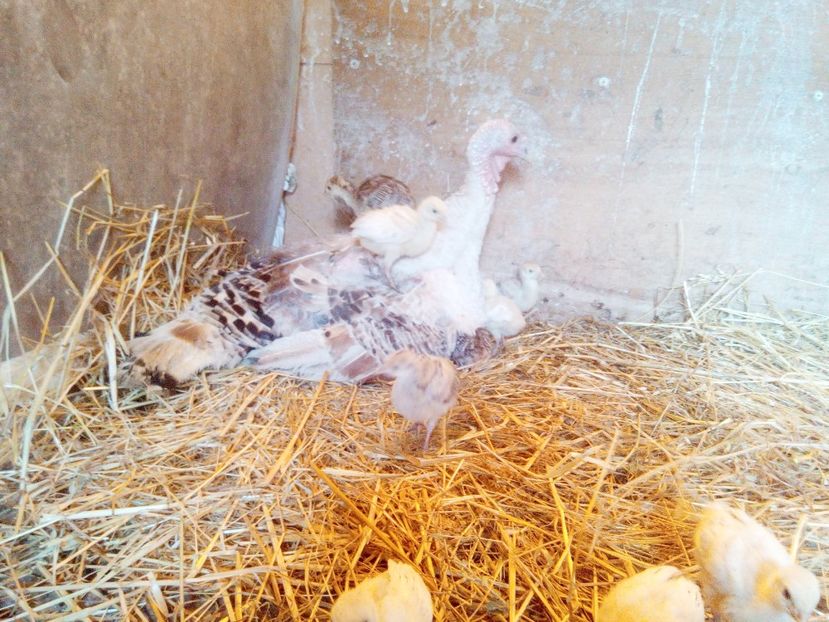 La culcare - Pui 2017