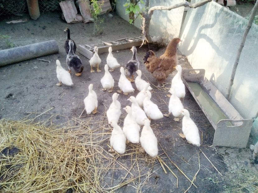  - Boboci de rata 2017