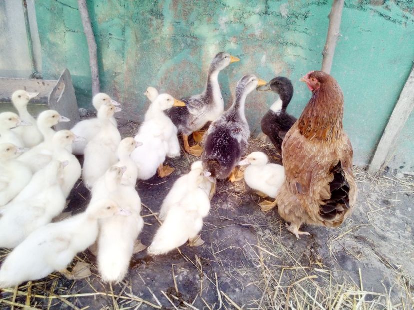  - Boboci de rata 2017