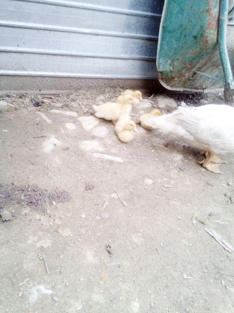  - Boboci de rata 2017