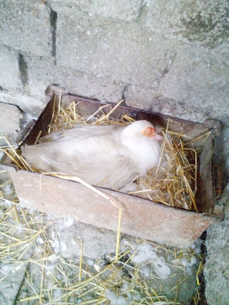  - Boboci de rata 2017