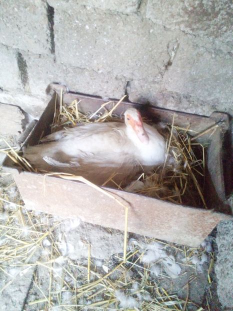  - Boboci de rata 2017