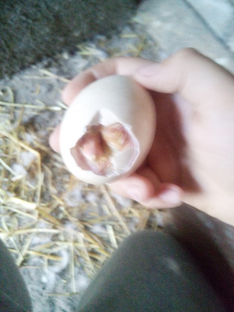  - Boboci de rata 2017