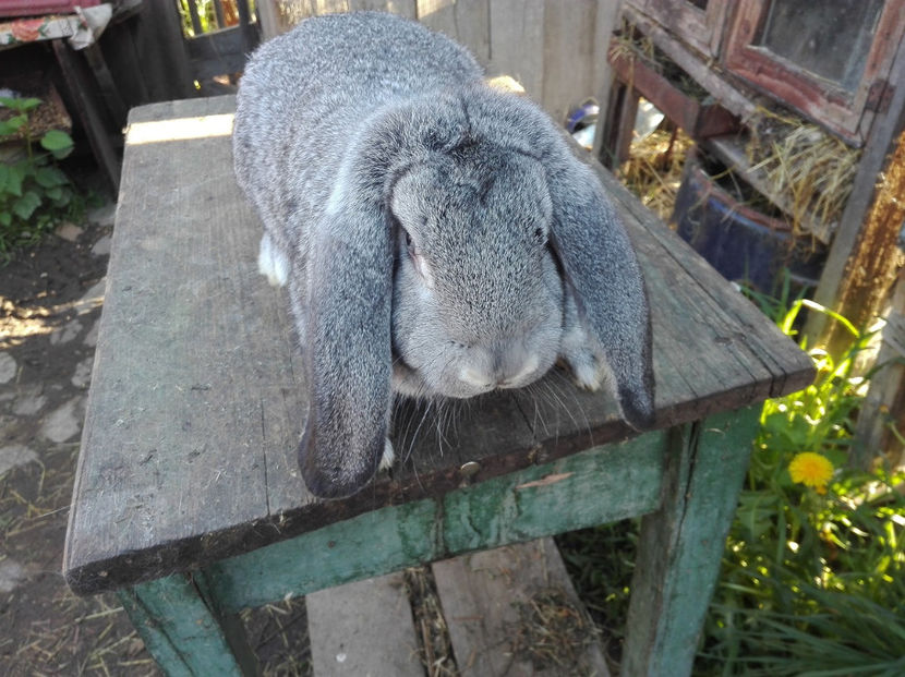  - Tineret berbec german made by Alexescu pt matca