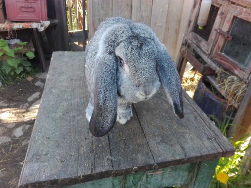  - Tineret berbec german made by Alexescu pt matca