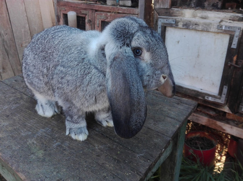  - Tineret berbec german made by Alexescu pt matca