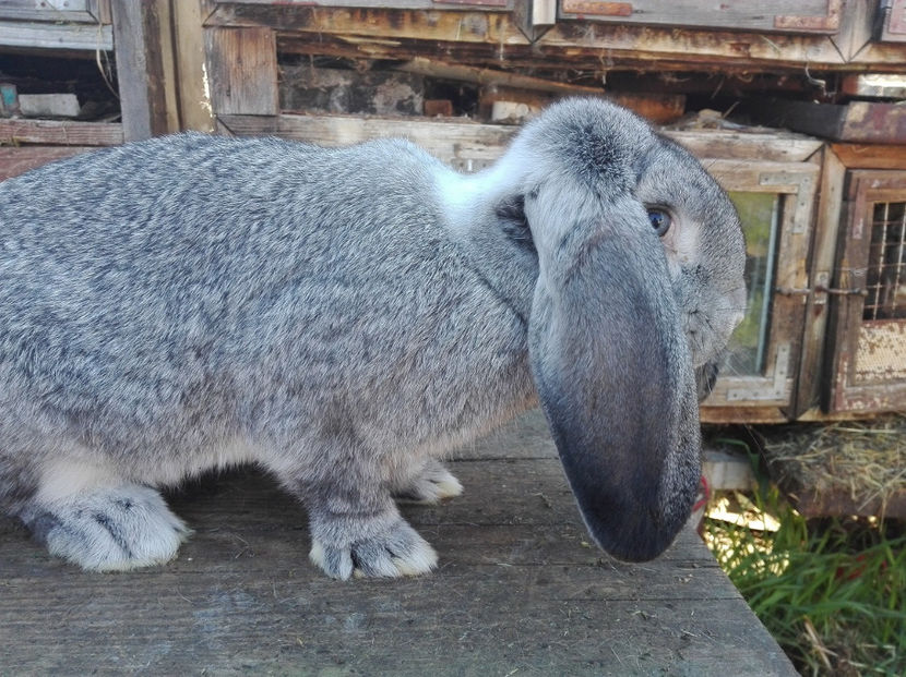  - Tineret berbec german made by Alexescu pt matca