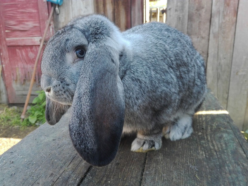  - Tineret berbec german made by Alexescu pt matca