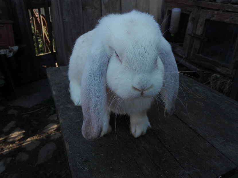 din 17 ianuarie - Tineret berbec german made by Alexescu pt matca