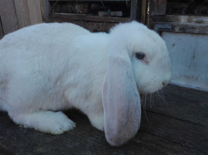  - Tineret berbec german made by Alexescu pt matca