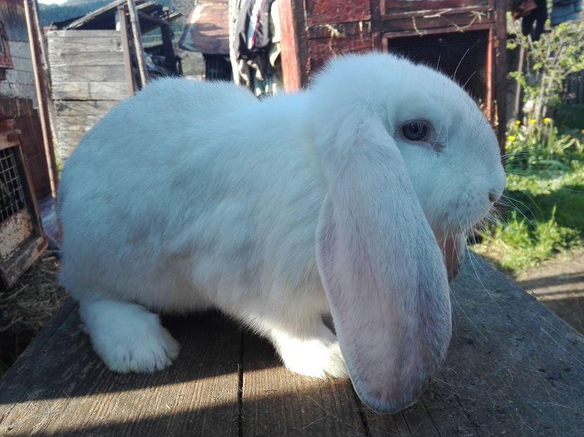  - Tineret berbec german made by Alexescu pt matca