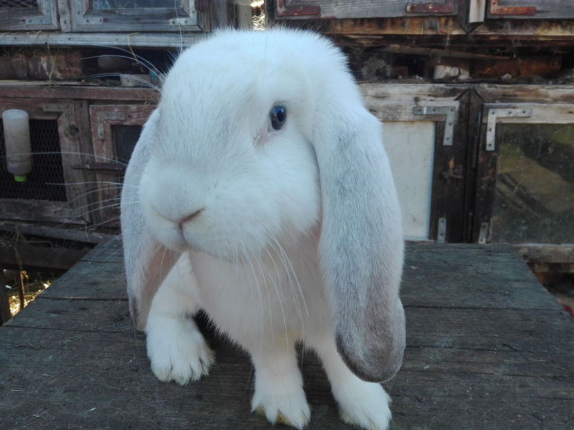  - Tineret berbec german made by Alexescu pt matca