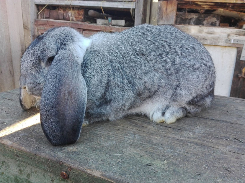  - Tineret berbec german made by Alexescu pt matca