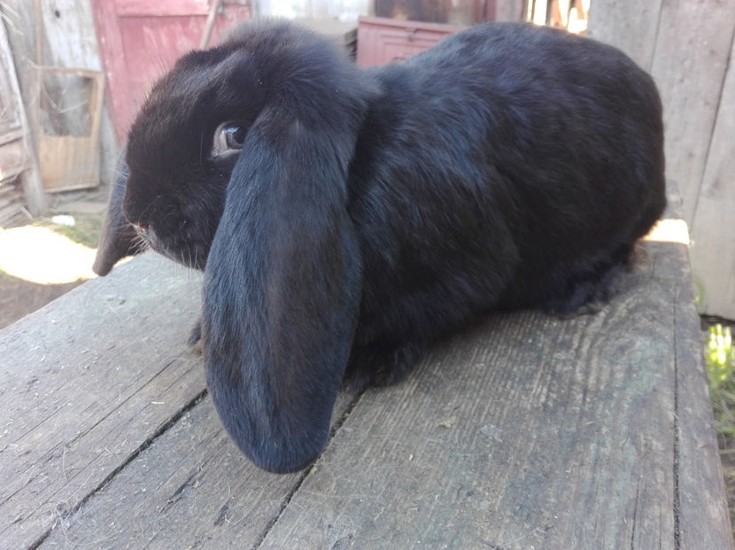  - Tineret berbec german made by Alexescu pt matca