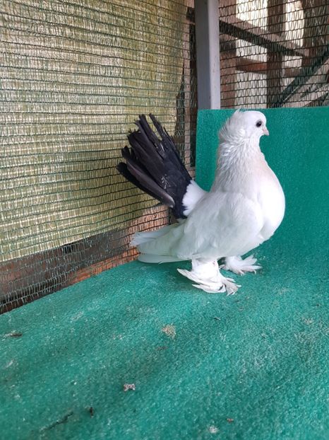 F 7491 - au fost VANDUTI