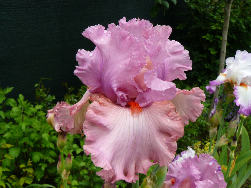 Designer Label - 2017 Mai_Idilic Garden