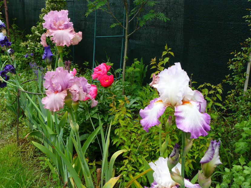 Designer Label, Ravissant - 2017 Mai_Idilic Garden