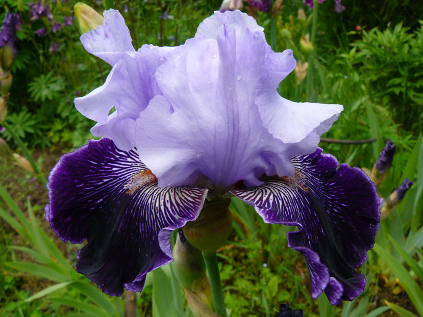 Strictly jaz - 2017 Mai_Idilic Garden