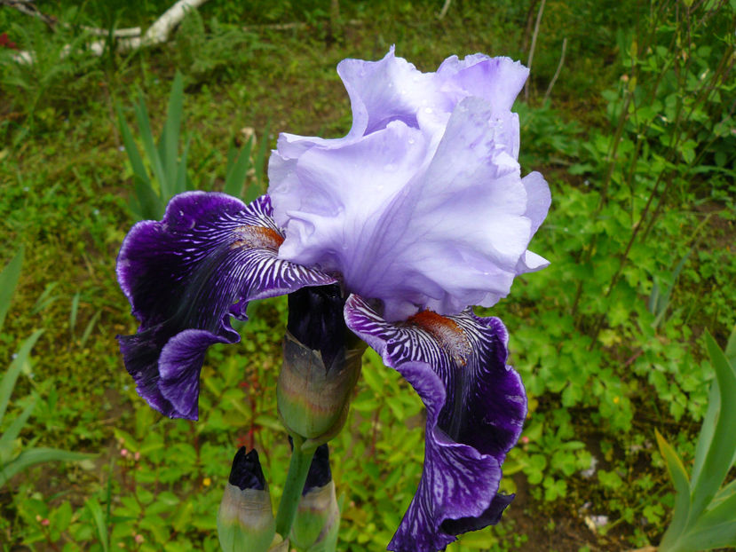 Strictly jaz - 2017 Mai_Idilic Garden