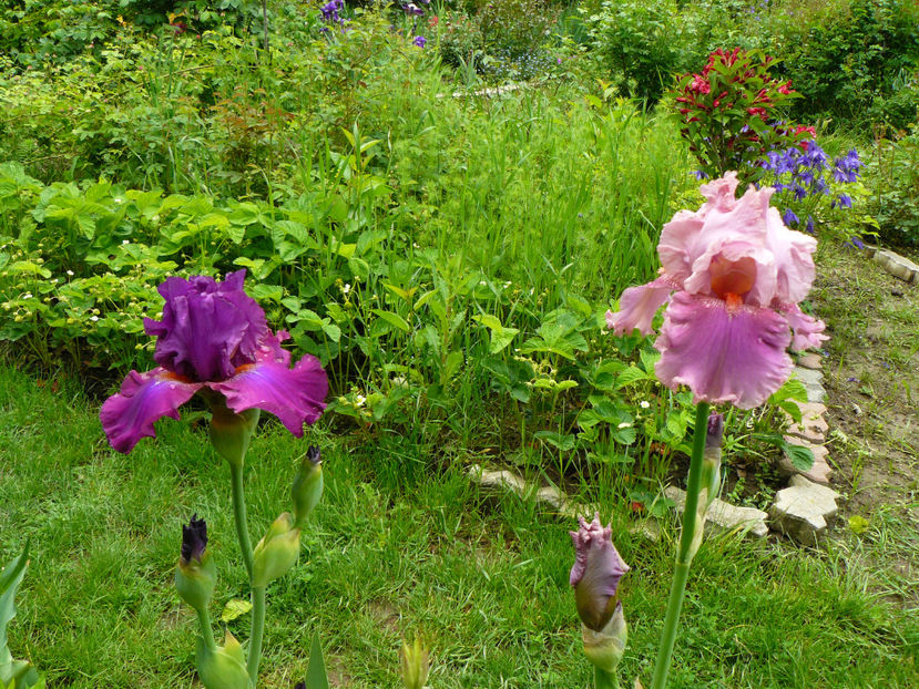 Weekend update si Okapy Papy - 2017 Mai_Idilic Garden